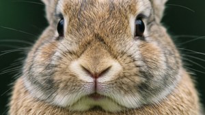 Bunny Fur Close-Up