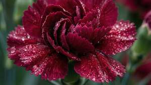 Burgundy Carnation Dew
