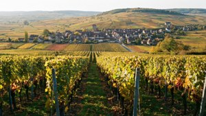 Burgundy Vineyard Vista