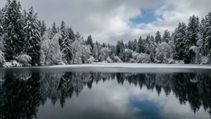 Burnaby Lake Winter
