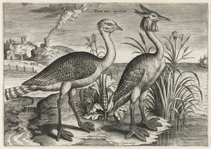 Bustard and Great Crested Grebe