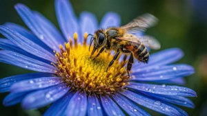 Busy Bee Visitor