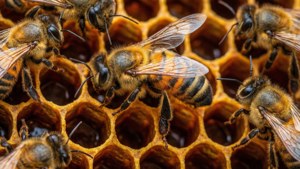Busy Hive