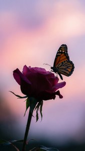 Butterfly and Rose