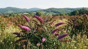 Butterfly Bush Wildflower Field