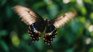 Butterfly in Flight