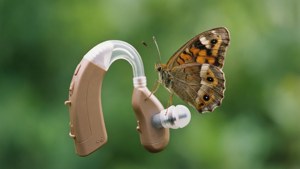 Butterfly Landing