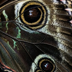 Butterfly Macro Detail