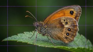 Butterfly Macro Grid
