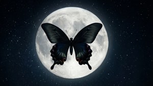 Butterfly Moon Silhouette