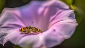 Butterfly Morning Glory