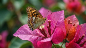 Butterfly on Bougainvillea