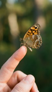 Butterfly on Finger