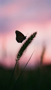 Butterfly on Grass