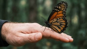 Butterfly on Hand
