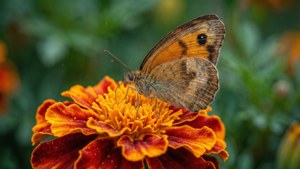 Butterfly on Marigold