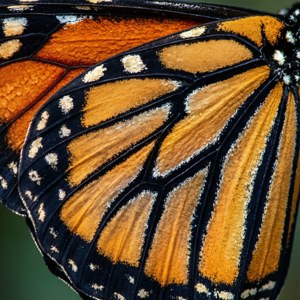 Butterfly Scale