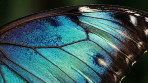 Butterfly Scales