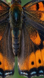 Butterfly Wing Detail