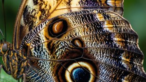 Butterfly Wing Detail