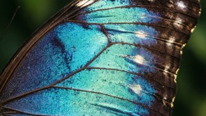 Butterfly Wing Glint