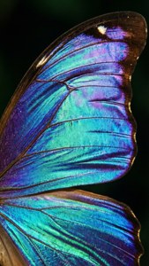 Butterfly Wing Iridescence