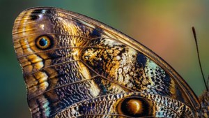 Butterfly Wing Macro