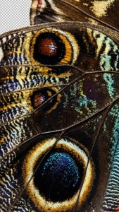 Butterfly Wing Macro