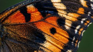 Butterfly Wing Macro