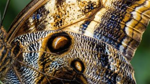Butterfly Wing Macro