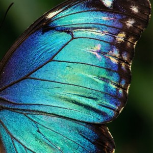Butterfly Wing Ombre