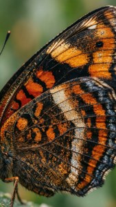 Butterfly Wing Scales