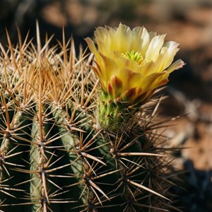 Cactus Spine Bloom