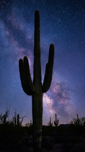 Cactus Starry Night