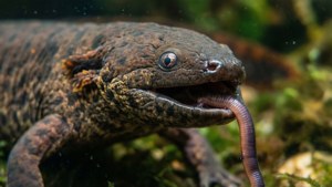 Caecilian Feeding