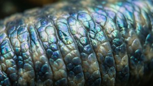 Caecilian Skin Texture
