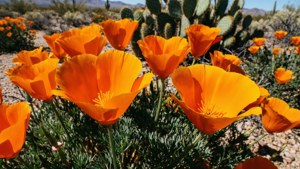 California Poppies