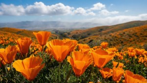California Poppy Field