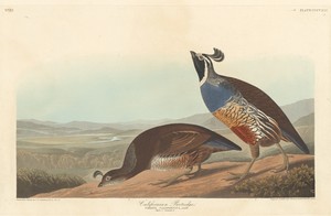 Californian Partridge