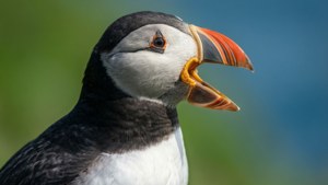 Calling Puffin Hyper-Real