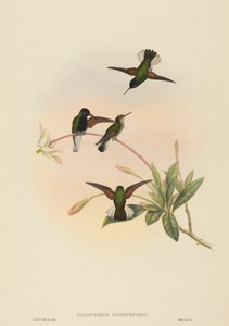 Callipharus nigriventris (Black-bellied Hummingbird)