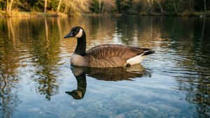 Calm Reflections