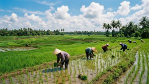 Cambodian Rice Fields