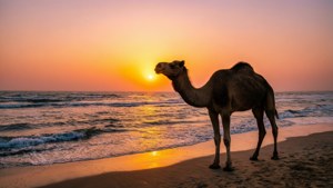 Camel at Clifton Sunset
