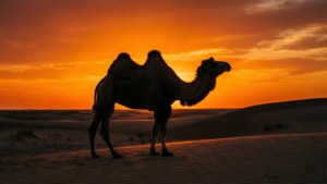Camel at Karakum Sunset