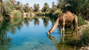 Camel at Oasis