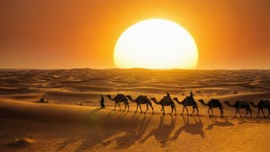 Camel Caravan Sunset