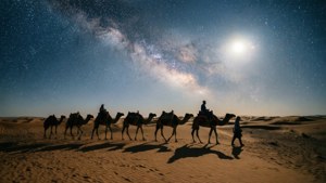 Camel Caravan Under Stars