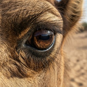 Camel Eye Close-Up