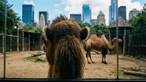 Camel in Zoo with City View